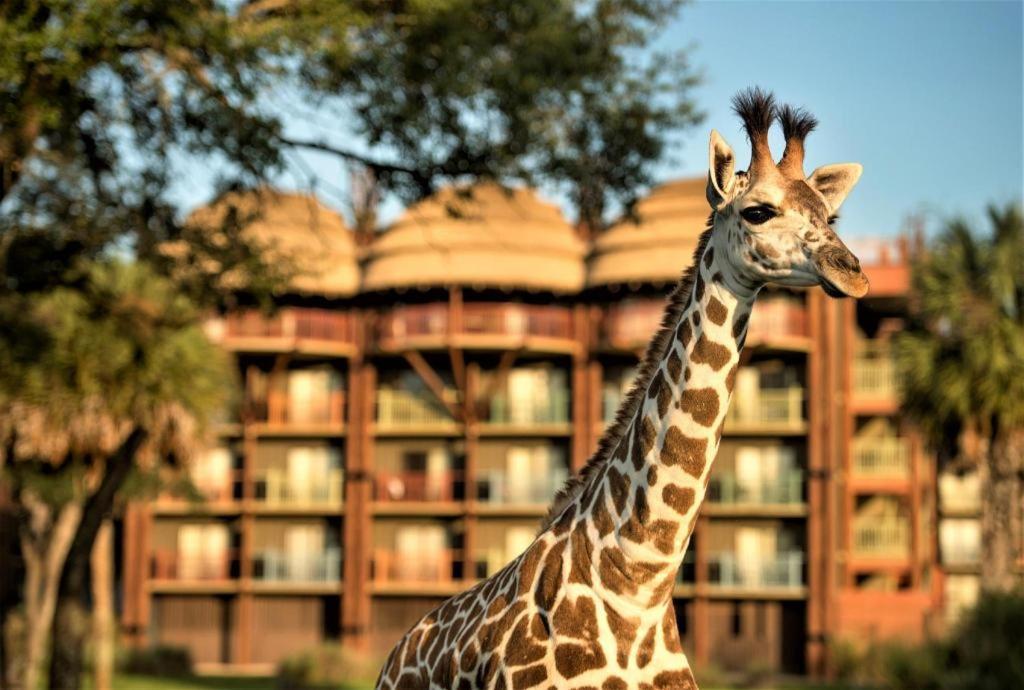 Disney'S Animal Kingdom Lodge Four Corners Exterior foto
